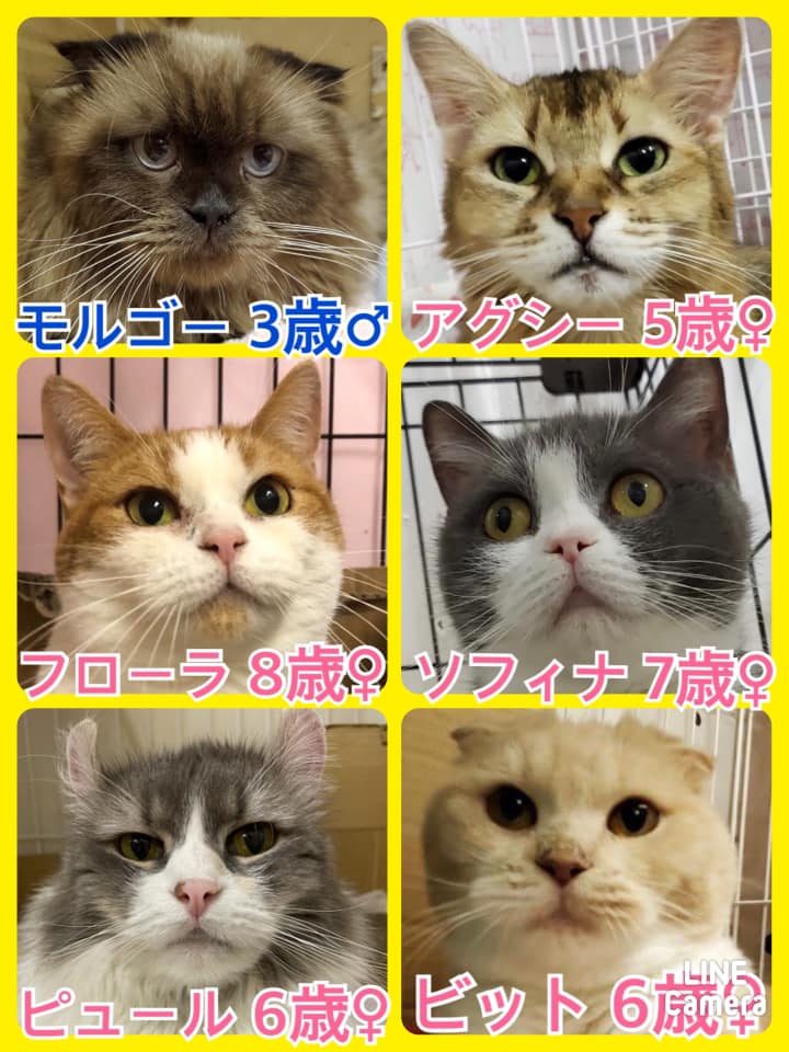 🐾今日の里親様募集中ニャンコ🐱メンバーです🐾2021,10,27